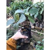 Cây Giống Vả Mật (Giống Cây Siêu Tốt Chuẩn F1)