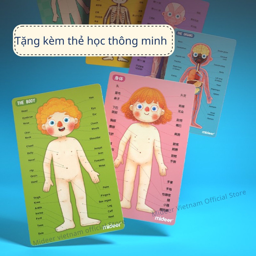 Đồ Chơi Xếp Hình Nam Châm Cơ Thể Mideer Human Body Magnetic Puzzle đồ chơi hướng nghiệp cho bé