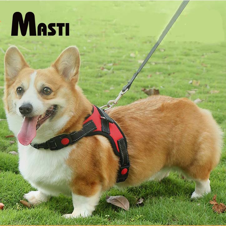 Masti dây dắt chó nhiều kích cỡ li0363 - ảnh sản phẩm 1