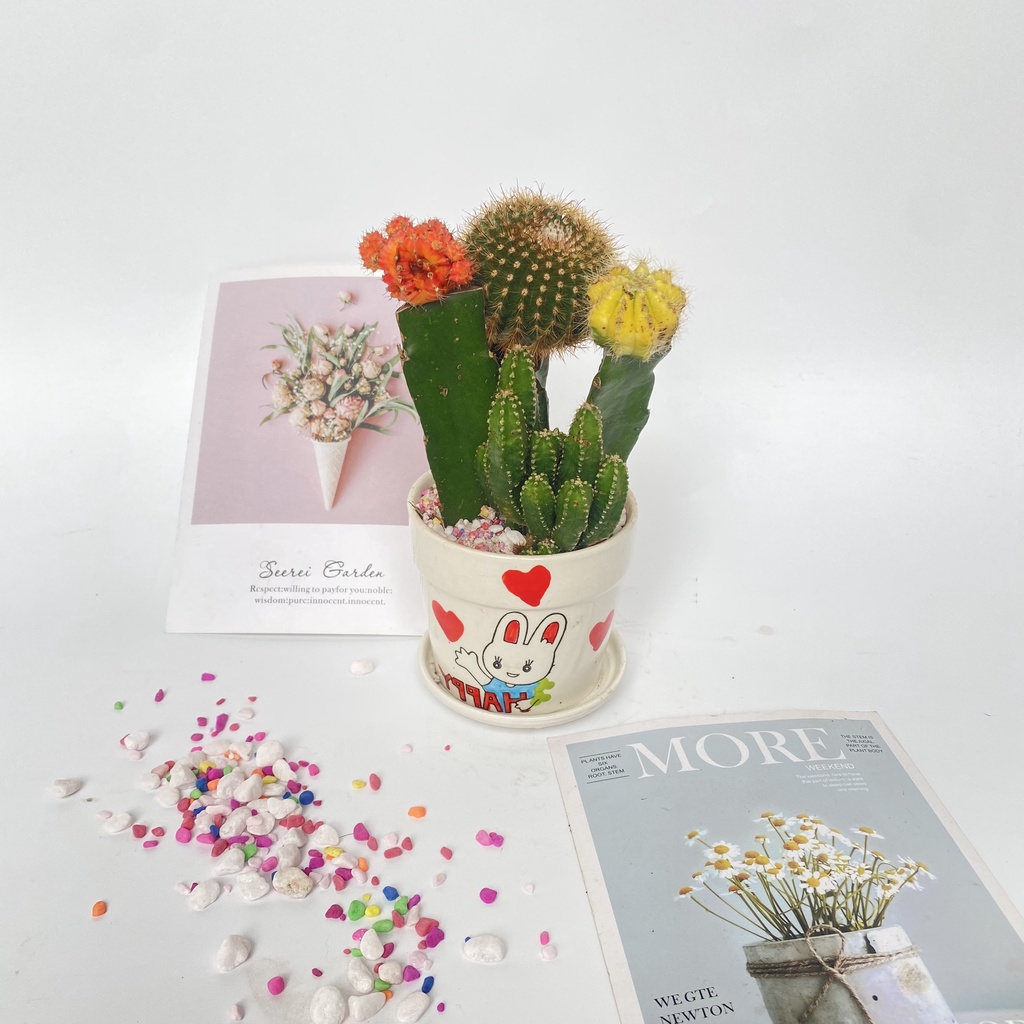 Cây xương rồng mix các loại  bắt mắt dễ dàng chăm sóc thích hợp trang trí cảnh quan bàn làm việc