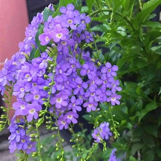 Cây chuỗi ngọc thái đang hoa..