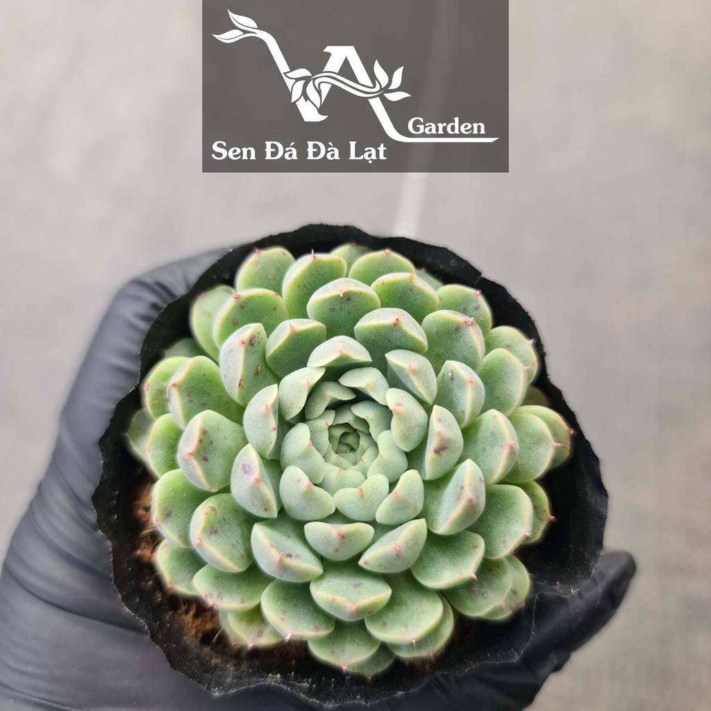 Sen đá HUYNH ĐỆ . TỶ MUỘI size bầu 5-8cm VA Garden - lỗi 1 đổi 1