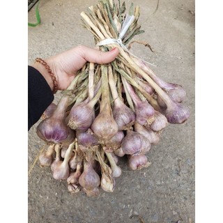combo 2kg tỏi chùm phù yên