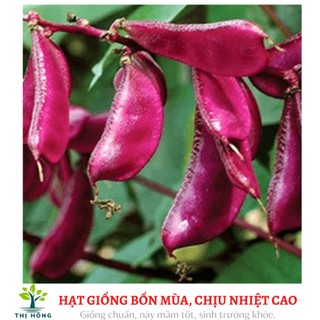 Hạt giống đậu ván đỏ (trái dẹt, màu đỏ đẹp)