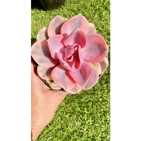 sen đá Hồng dâu var