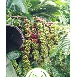 Cây giống cà phê TR9 Năng suất