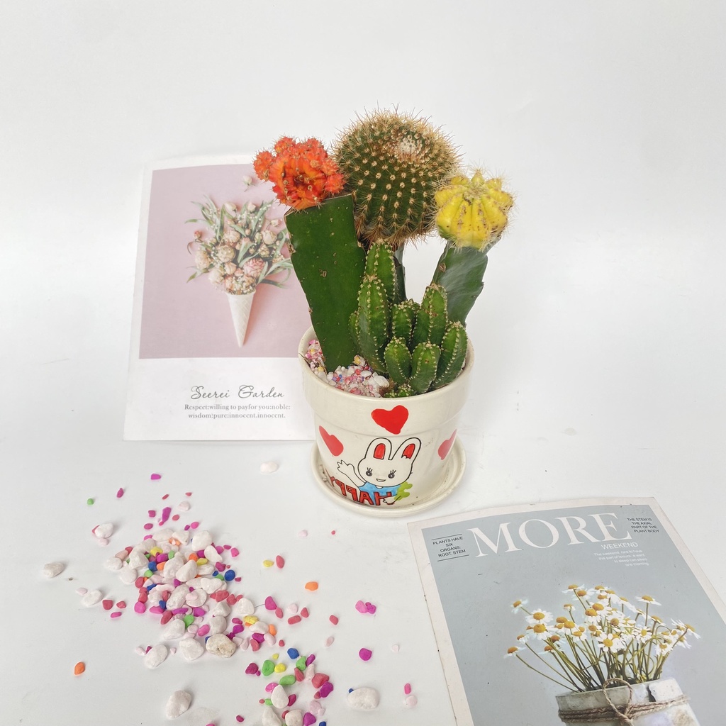 Cây xương rồng mix các loại  bắt mắt dễ dàng chăm sóc thích hợp trang trí cảnh quan bàn làm việc