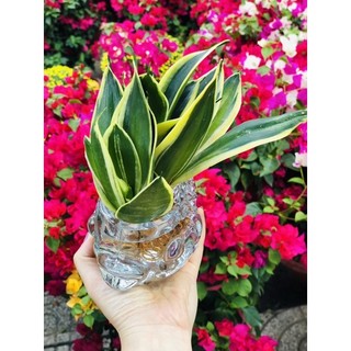 Chậu lưỡi hổ cá chép thuỷ sinh