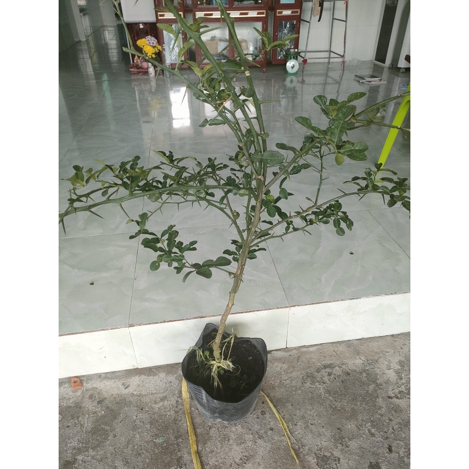 Cây 450k. Hàng xanh khoẻ, cây gần 3 năm, cao tầm 1,1m
