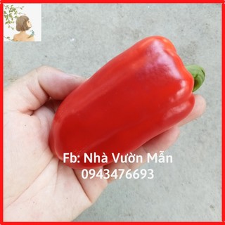 Hạt Giống Ớt chuông Baby Red