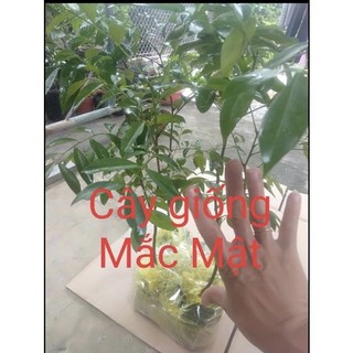 Cây mắc mật giống