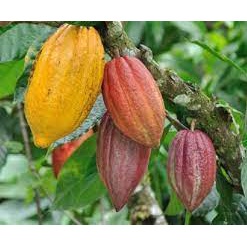 GIỐNG CÂY CACAO