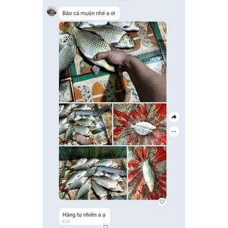 Mồi Ngũ Cốc Chép Diếc