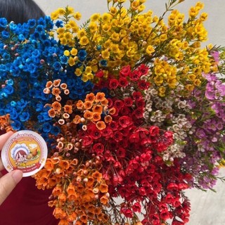 HOA THANH LIỄU (6-8 cành) |bó to đẹp
