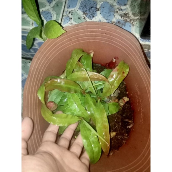 c.ây nắp ấm mikam hybrid gieo hạt
