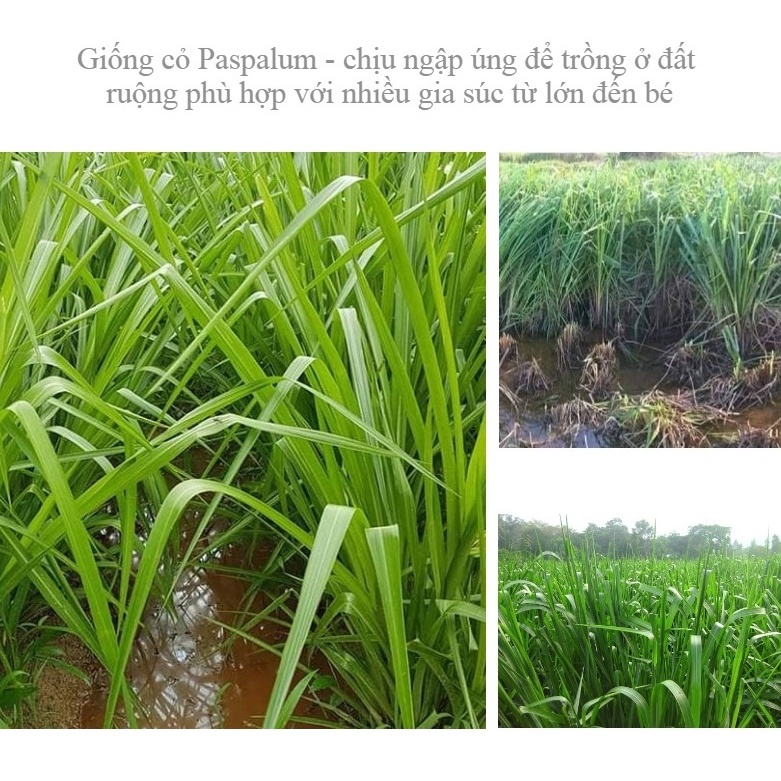 HẠT GIỐNG CỎ CHĂN NUÔI UBON PASPALUM - VỊ NGON, CHỨA HÀM LƯỢNG DINH DƯỠNG CAO