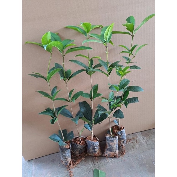 Giống mộc hương ta-mua 5 tặng 1
