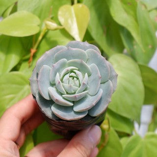 Sen đá size bầu đất kim gác mái sen - sen đá size bầu thuần khí hậu