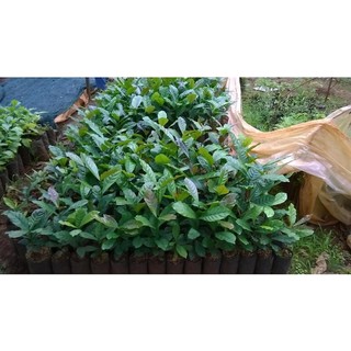Cây Cà Phê ARABICA  (Giống Cây Siêu Tốt Chuẩn F1)