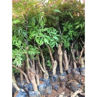 Cây giống đinh lăng nếp lá nhỏ