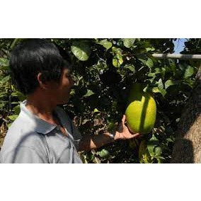 Cây Chanh Khổng Lồ ( giống chuẩn ) ( sản phẩm có bảo hành)