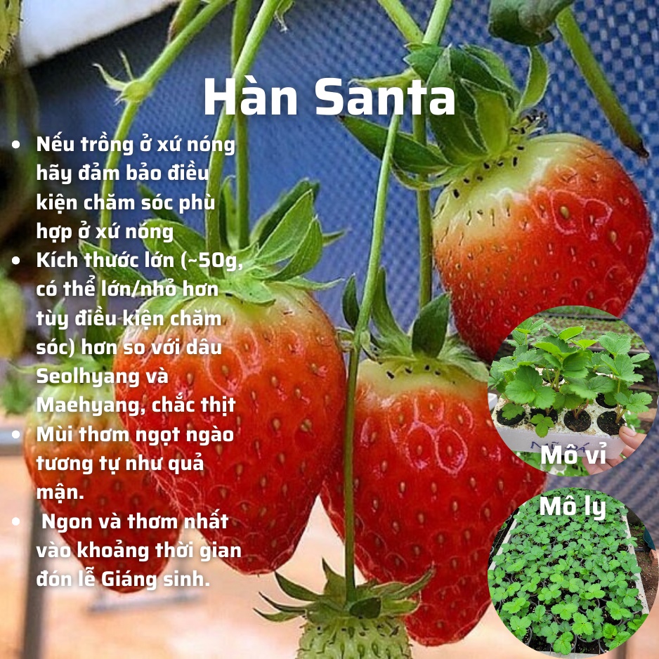 Cây dâu tây HÀN SANTA cấy mô CHỊU NHIỆT & TRÁI LỚN (mô vỉ/mô ly)