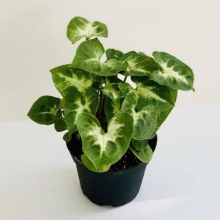 Chậu môn lá tim mini làm terrarium, châu mini trang trí bàn làm việc, kệ sách.