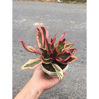 Cây giống trường sinh đỏ( Peperomia obtusifolia var )