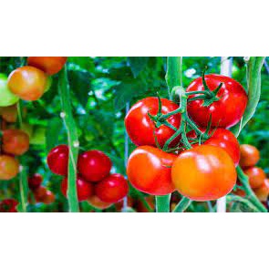 #Hạt_Giống_Cà_Chua_Siêu_Bột