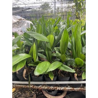 Cây kè Nhật ( cọ Nhật)