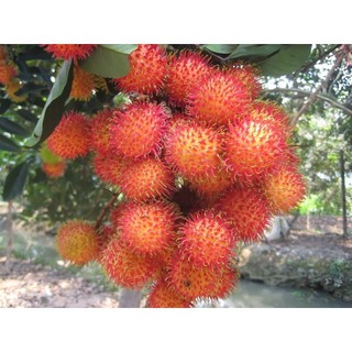 cây chôm chôm thái siêu sớm (giống cây chất lượng)
