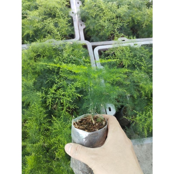 Kim thủy tùng mini