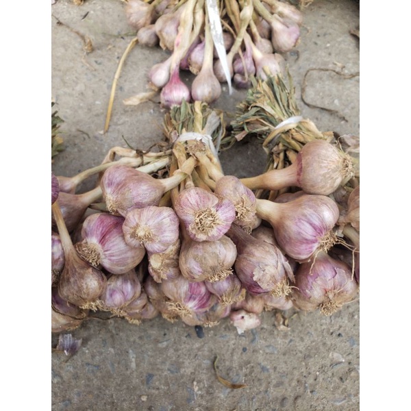combo 2kg tỏi chùm phù yên