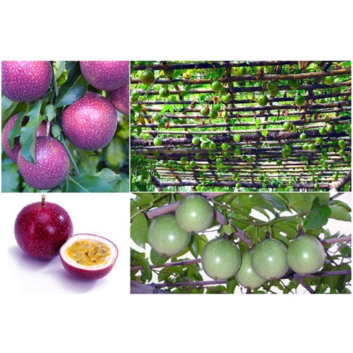 Cây Giống Chanh Dây Thái Lan