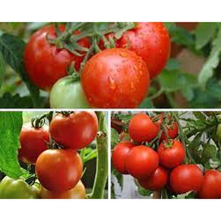 #Hạt_Giống_Cà_Chua_Siêu_Bột ( tặng kèm kích mầm )