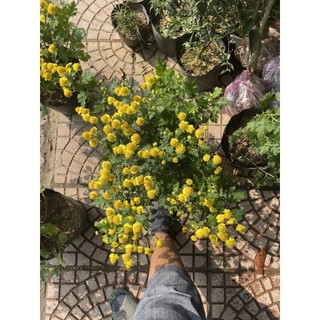 Cây cúc cổ trà hoặc cây trà cúc hoa làm trà