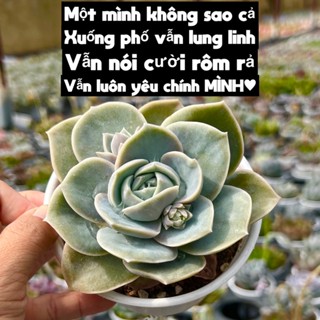 cây sen đá Hồng Hà Lan lá to THUANPHAT GARDEN size trung bình 8-10cm, siêu đẹp,lỗi 1 đổi 1
