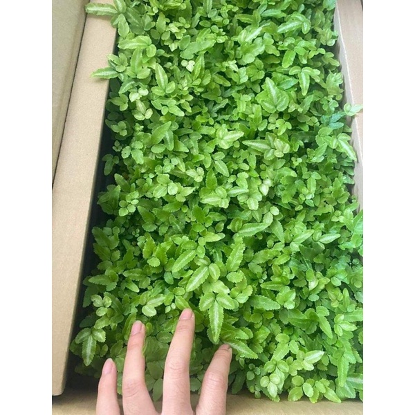 Dương xỉ ánh tuyết trang trí terrarium, tiểu cảnh