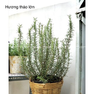 Cây Hương Thảo JUN GARDEN size lớn