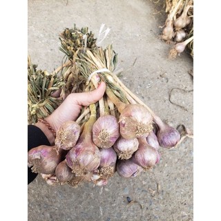 combo 2kg tỏi chùm phù yên