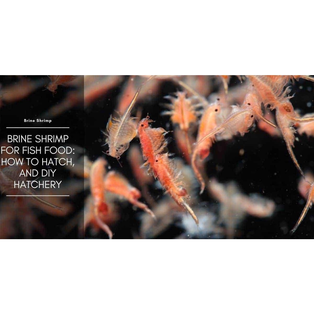 Thức ăn Biozym Brine Shrimp, viên dán Artemia cao cấp