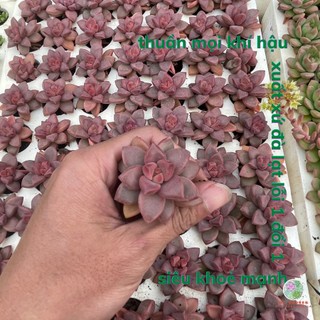 Sen đá đá đỏ mận, cây cảnh mini dc garden 3- 4.5cm