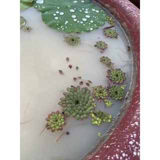 Cây Ấu Thái combo