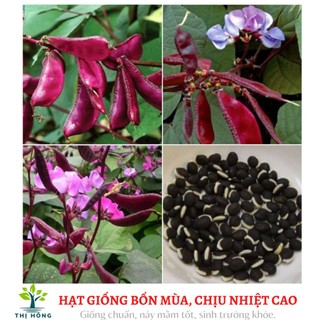 Hạt giống đậu ván đỏ (trái dẹt, màu đỏ đẹp)