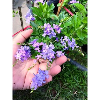 Cây chuỗi ngọc thái đang hoa..
