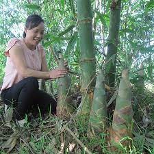 Cây Giống măng tre Bát Độ