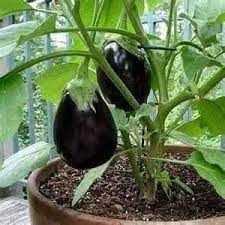 Hạt Giống cà tím giọt nước