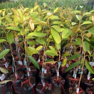 Cây giống sầu riêng mini thái lan (giống cây chất lượng)