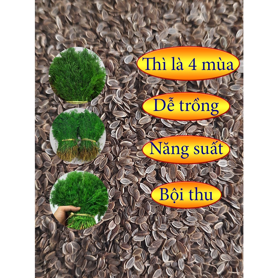 Hạt giống thì là 4 mùa 1kg hạt giống thì là cây trồng nông nghiệp hạt giống rau thơm