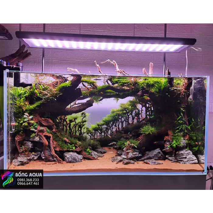 ĐÈN WEEK P600 PRO / P900 PRO / P1200 PRO